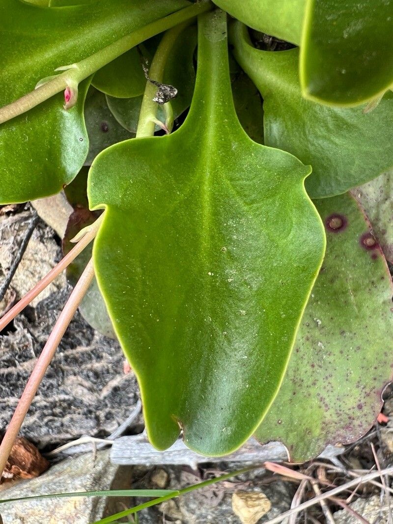 Lewisiopsis tweedyi — houseplant care guide