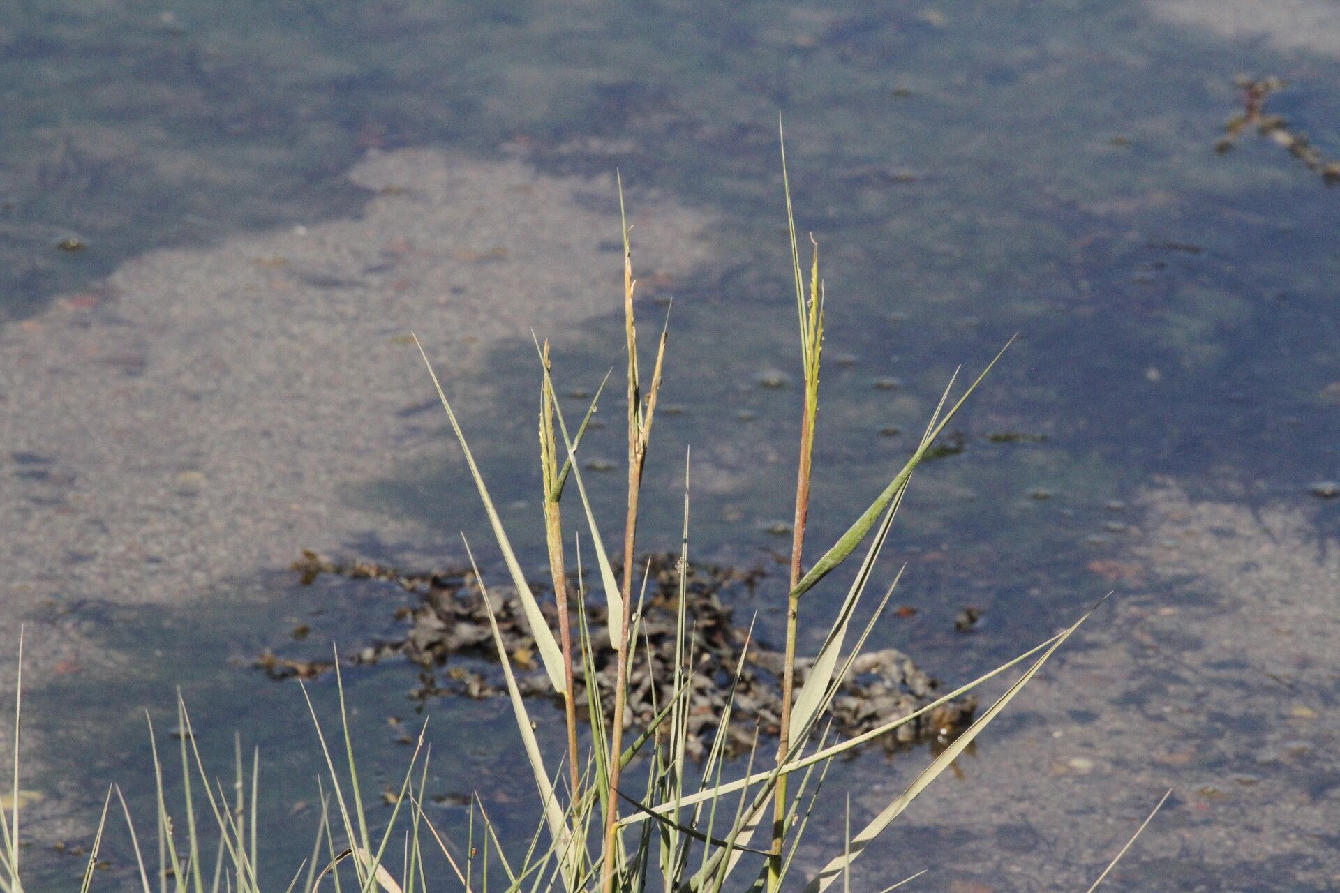 Sporobolus anglicus — search result for 'Sporobolus'