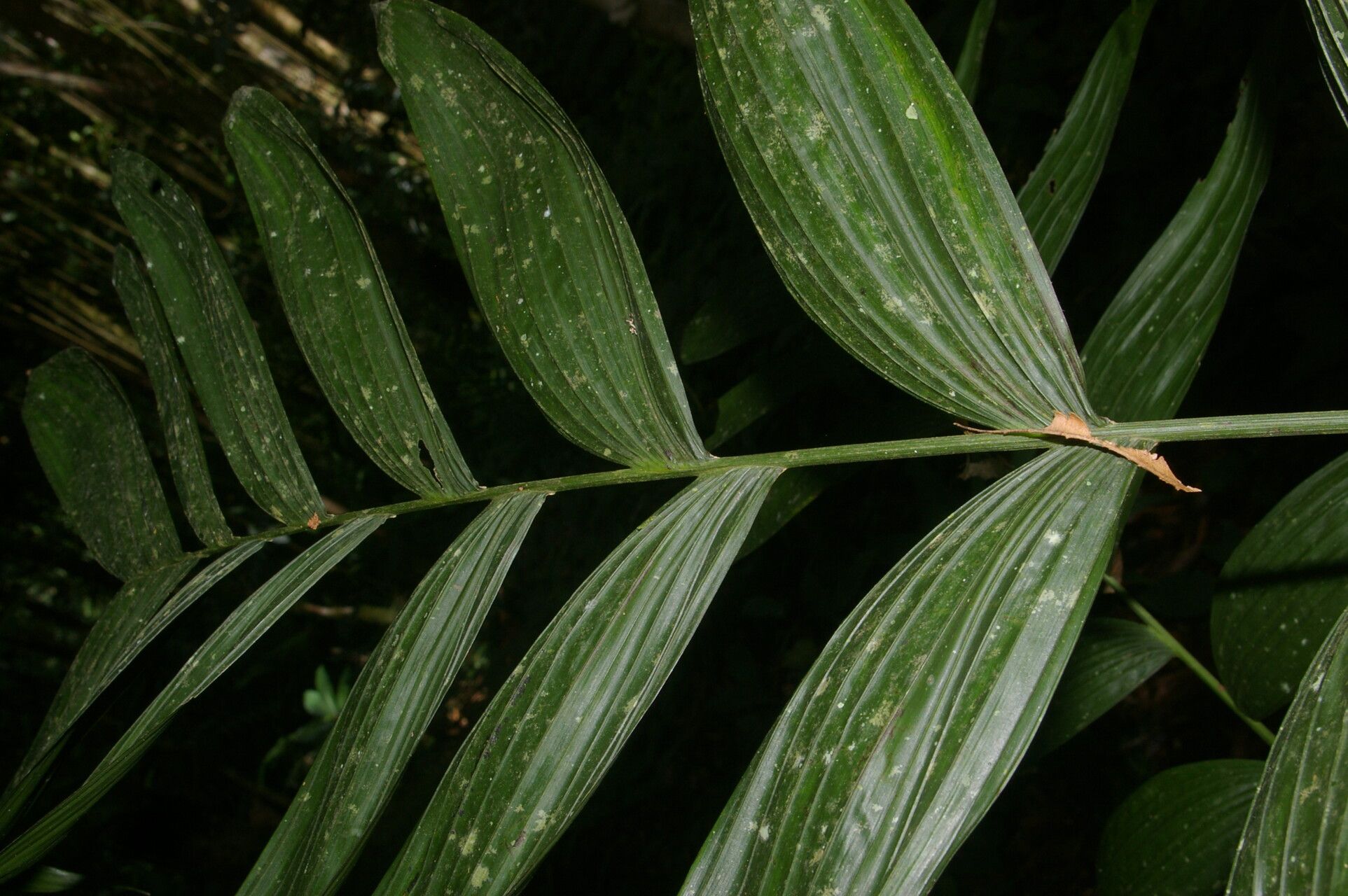 Chamaedorea crucensis — search result for 'Chamaedorea'