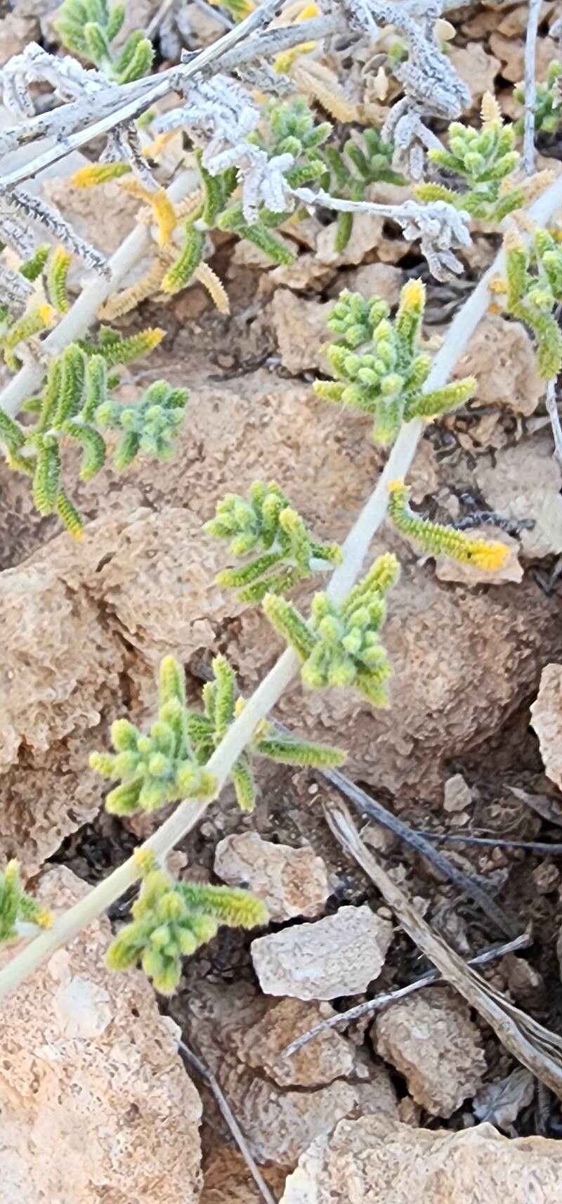 Achillea eriophora bark