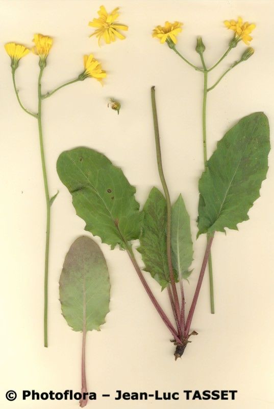 Hieracium recensitum habit