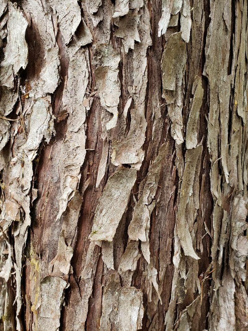 Callitropsis nootkatensis bark
