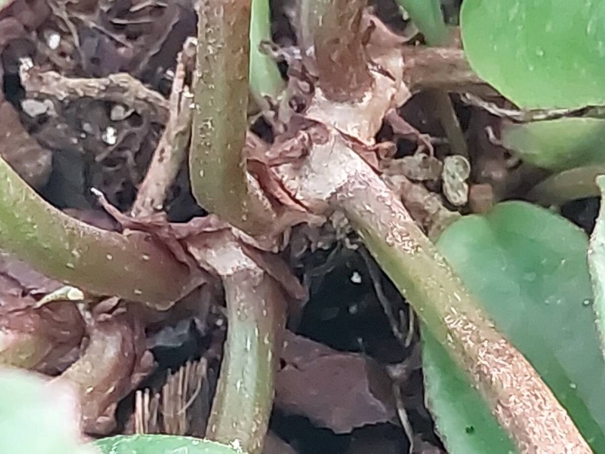 Begonia squamulosa bark