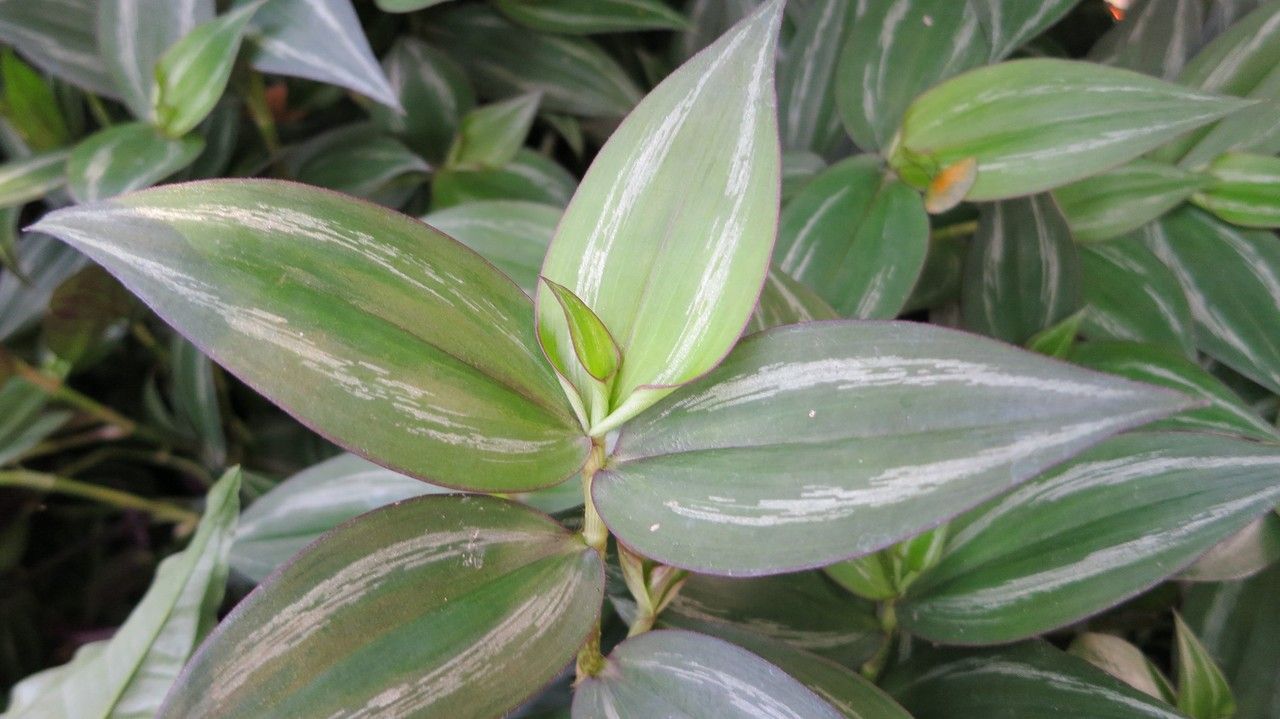 Zebrina pendula — search result for 'Tradescantia'