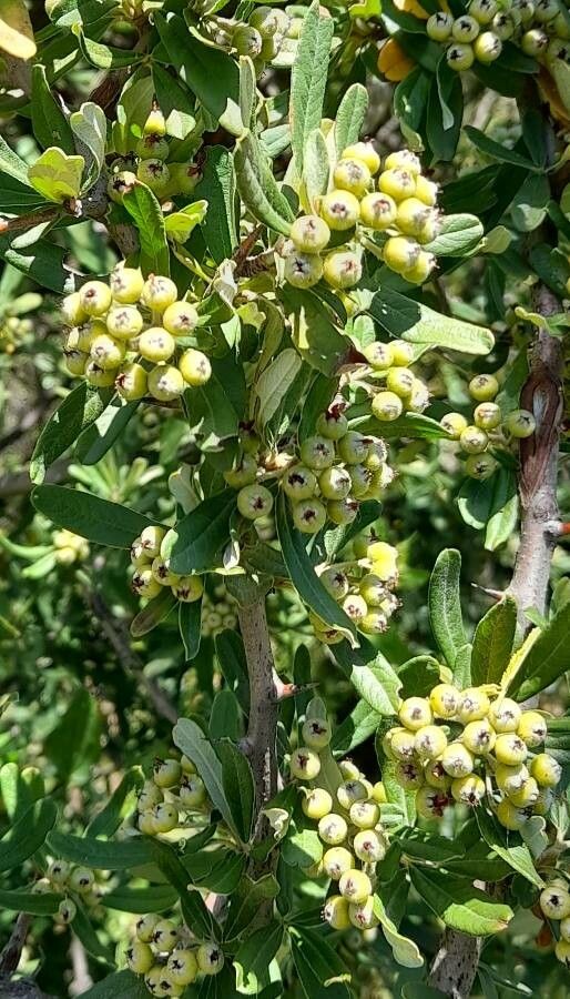 Pyracantha angustifolia fruit