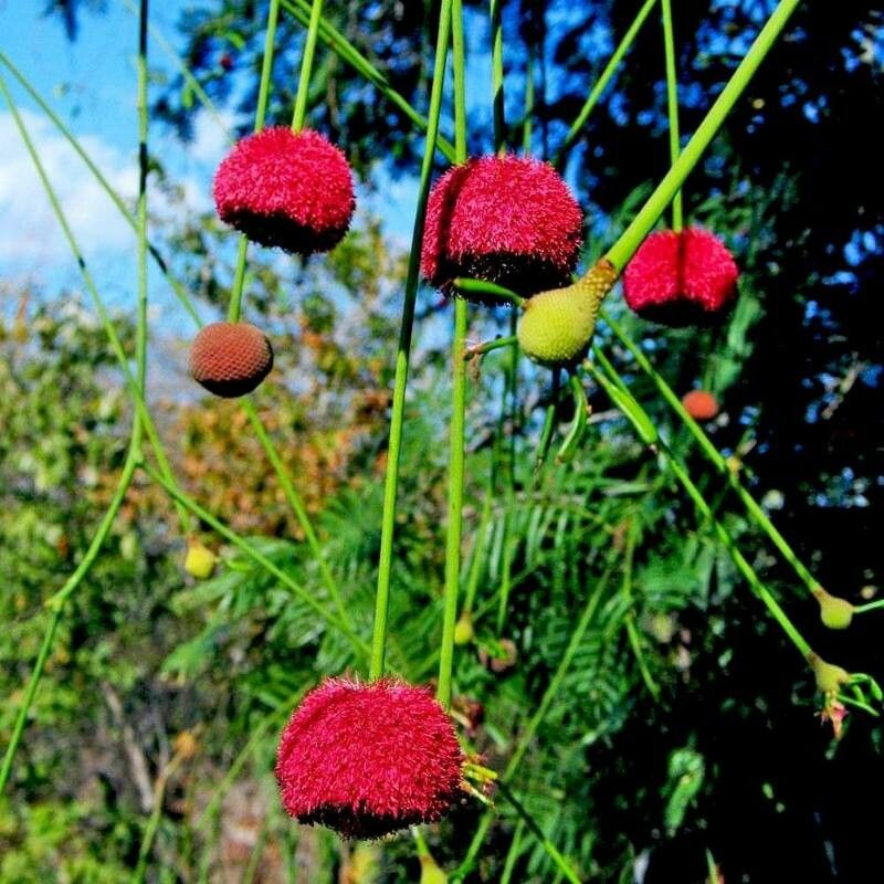 Parkia platycephala — search result for 'Parkia'