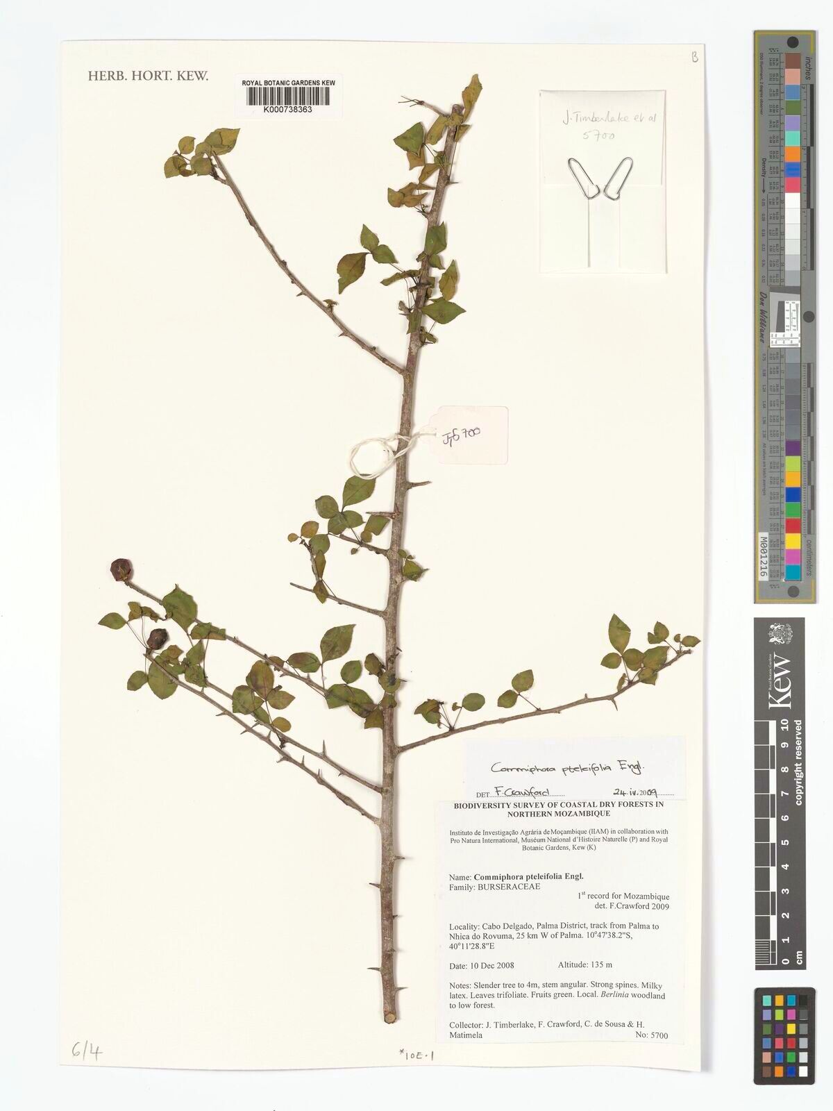 Commiphora pteleifolia — houseplant care guide