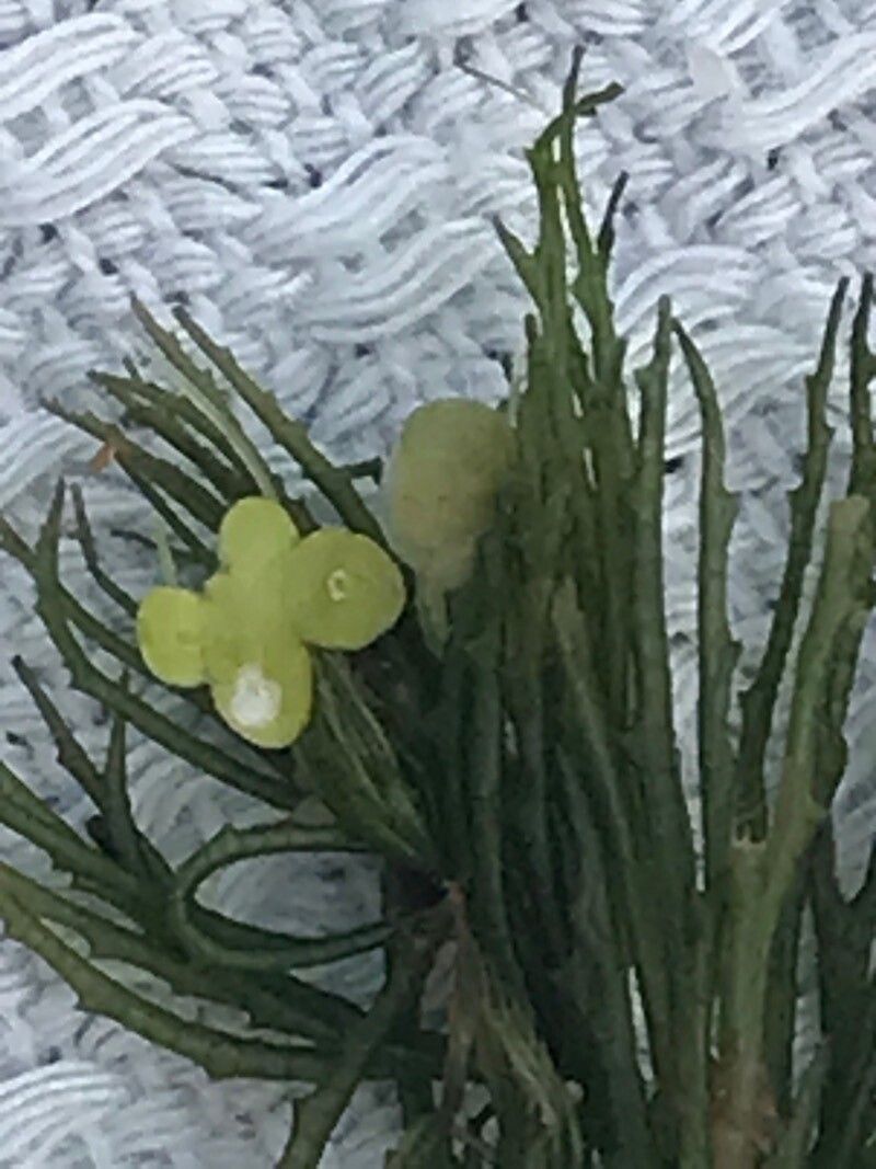 Ceratophyllum demersum flower