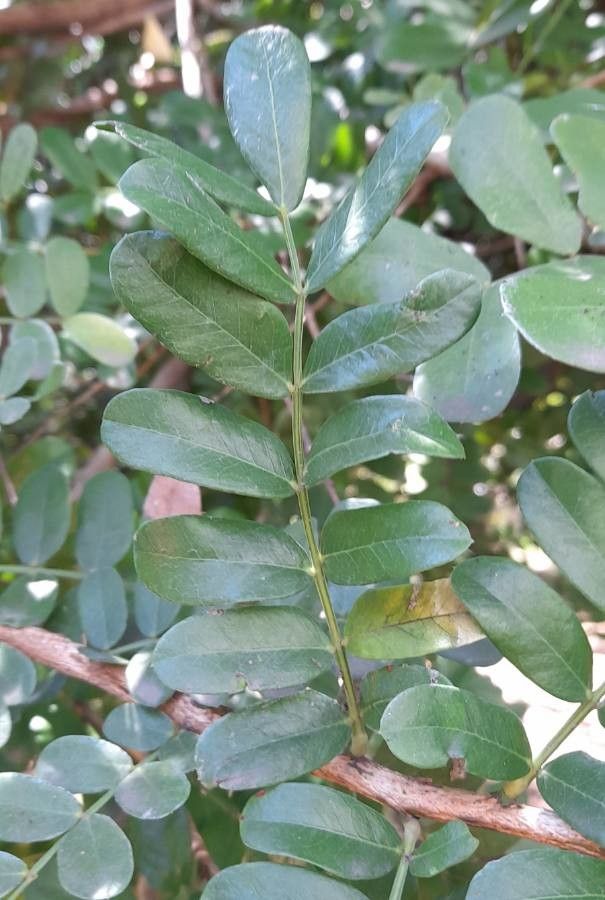 Schotia latifolia — related species from the same genus