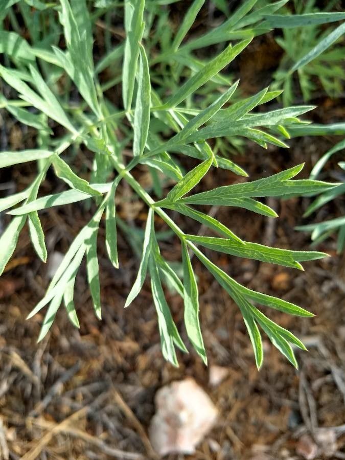Angelica capitellata — related species from the same genus
