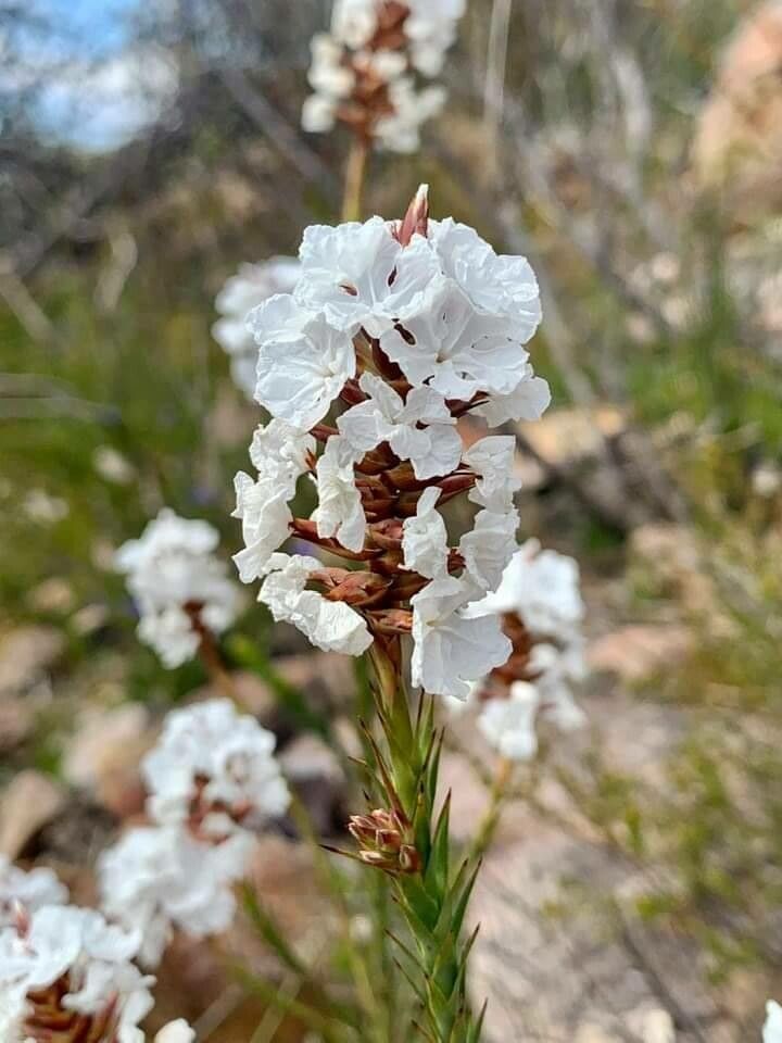 Needhamiella pumilio — search result for 'Leguminosae'