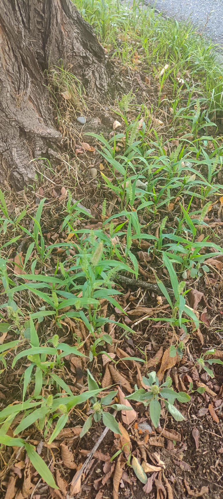Setaria verticilliformis habit