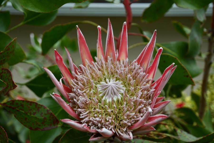 Protea cynaroides flower