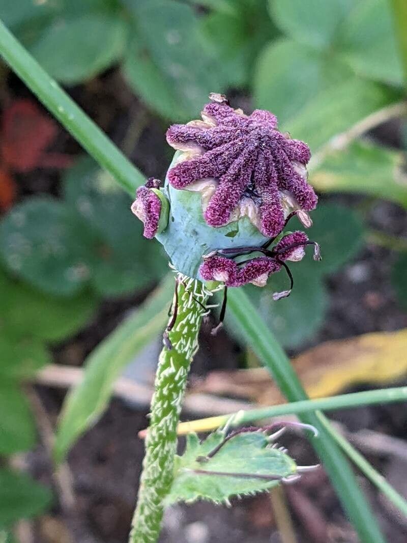 Papaver setiferum fruit