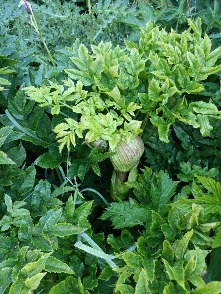 Ostericum palustre — search result for 'Angelica'