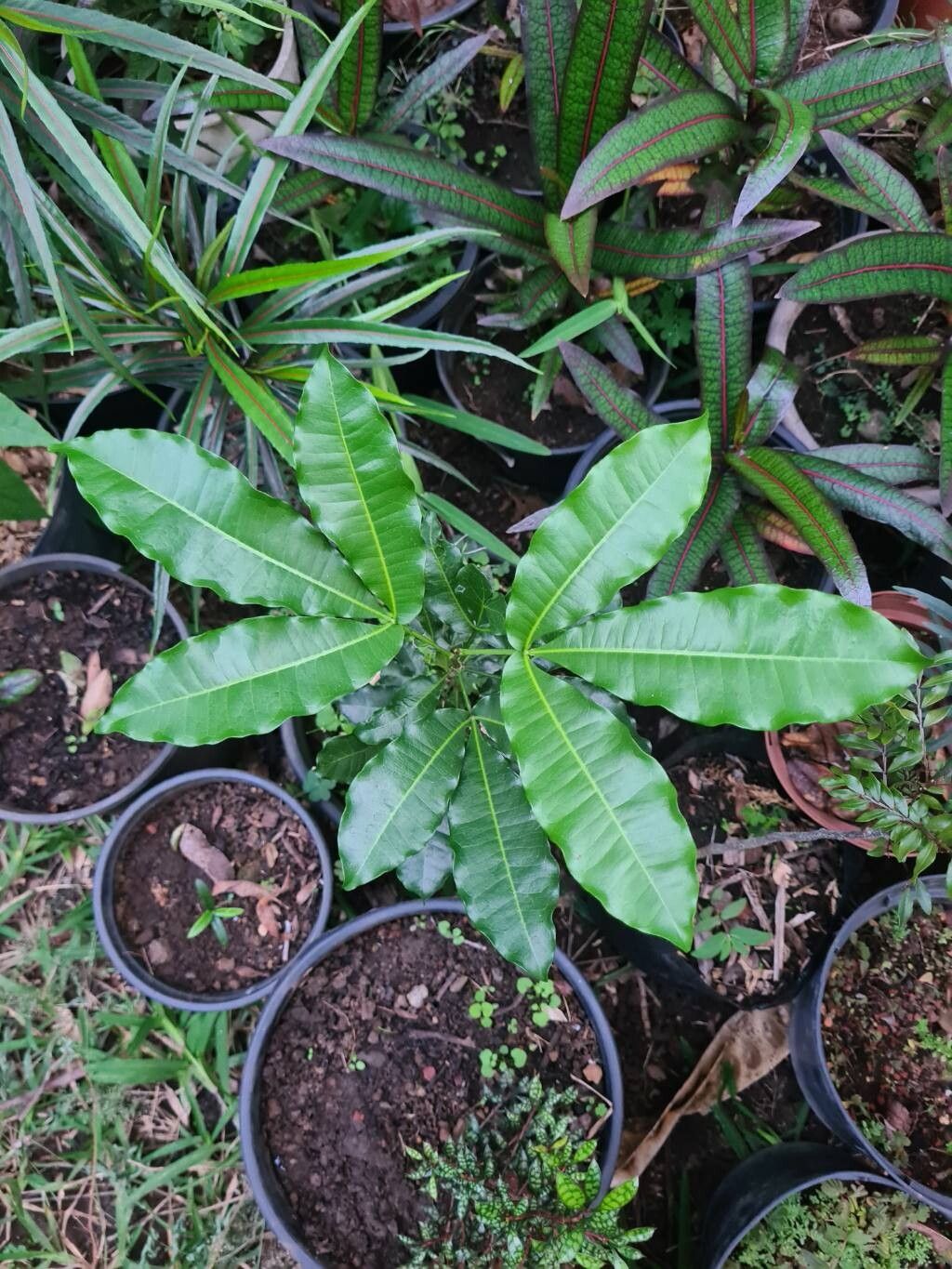 Vepris boiviniana — search result for 'Vepris'