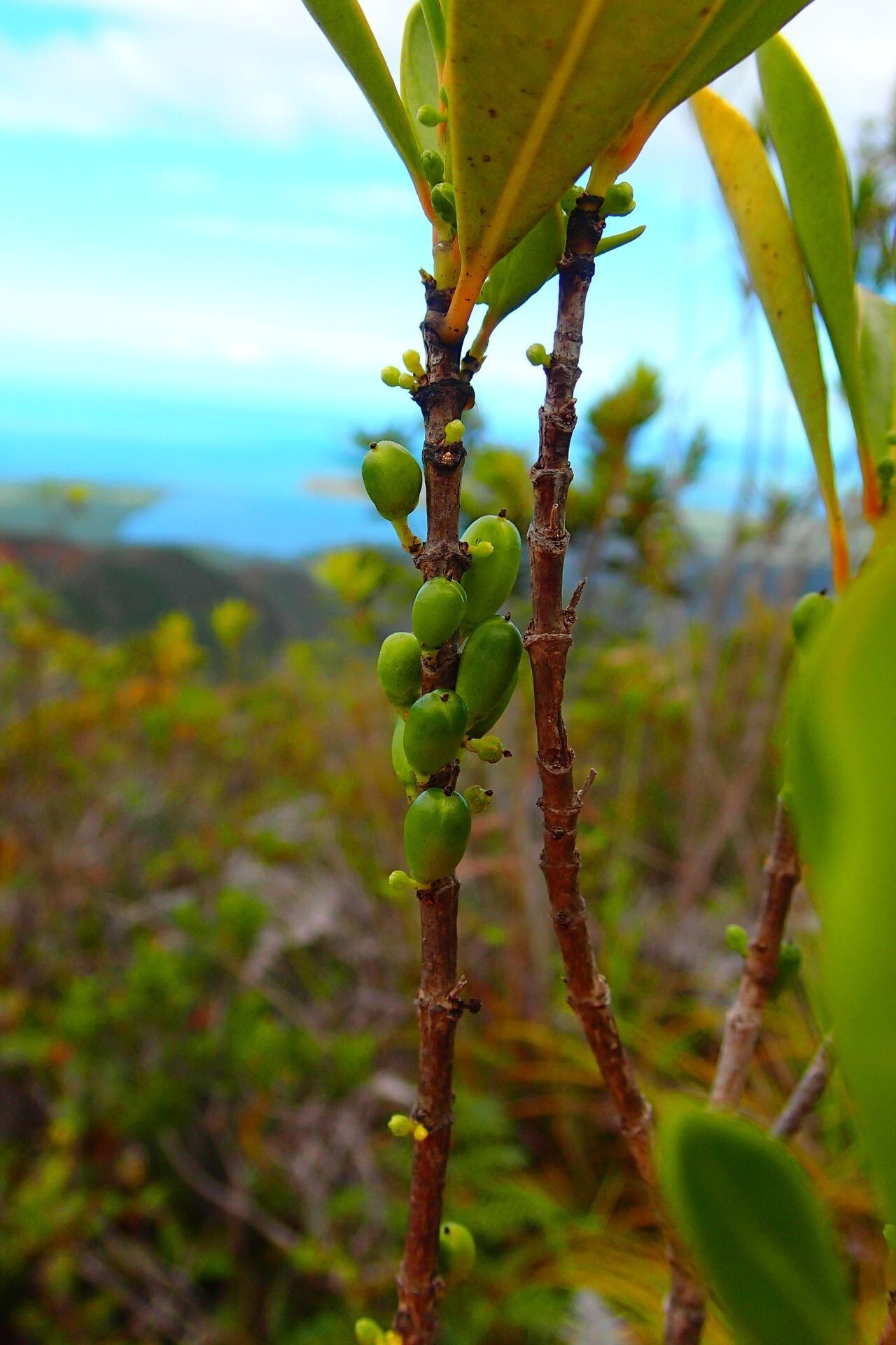 Geniostoma densiflorum fruit