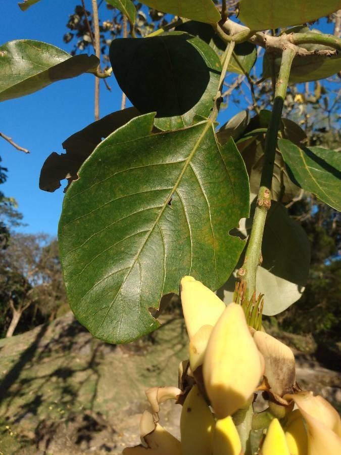 Erythrina fusca leaf