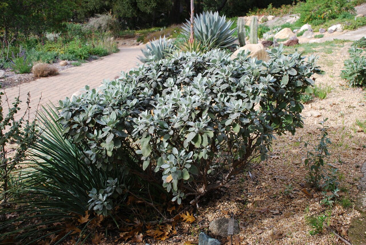 Eriogonum giganteum habit