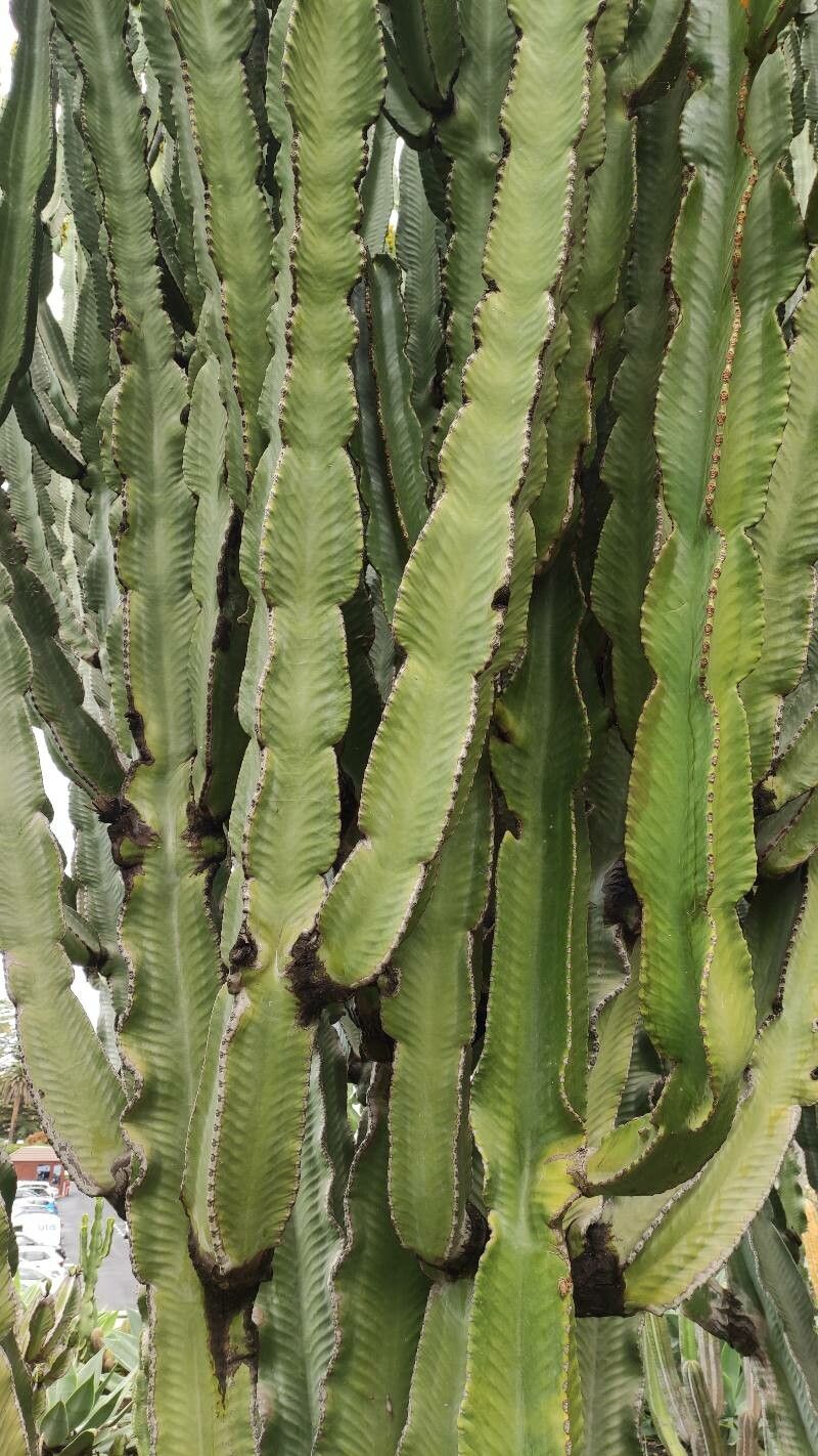 Euphorbia murielii leaf