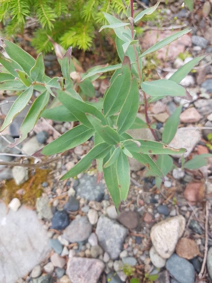 Chamerion latifolium leaf