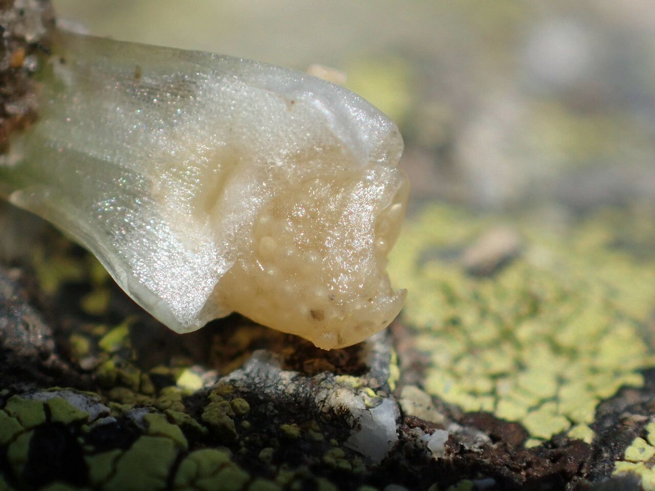 Isoetes lacustris fruit