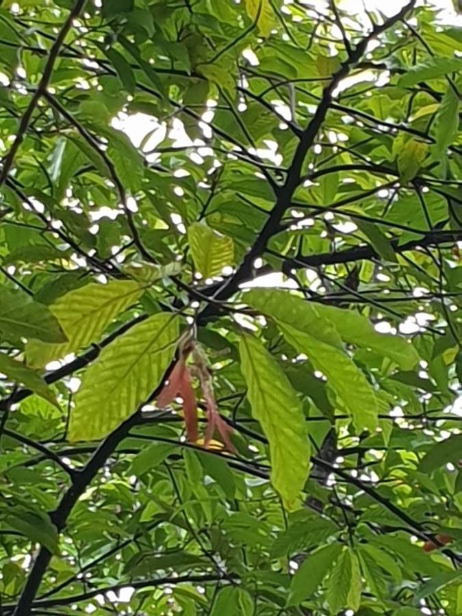 Dipterocarpus oblongifolius fruit
