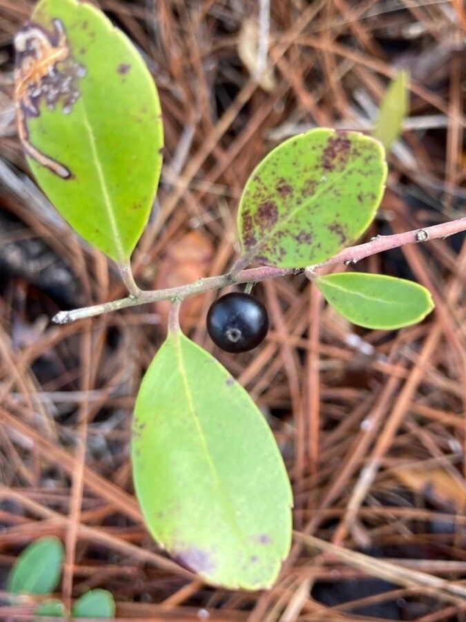 Ilex glabra fruit