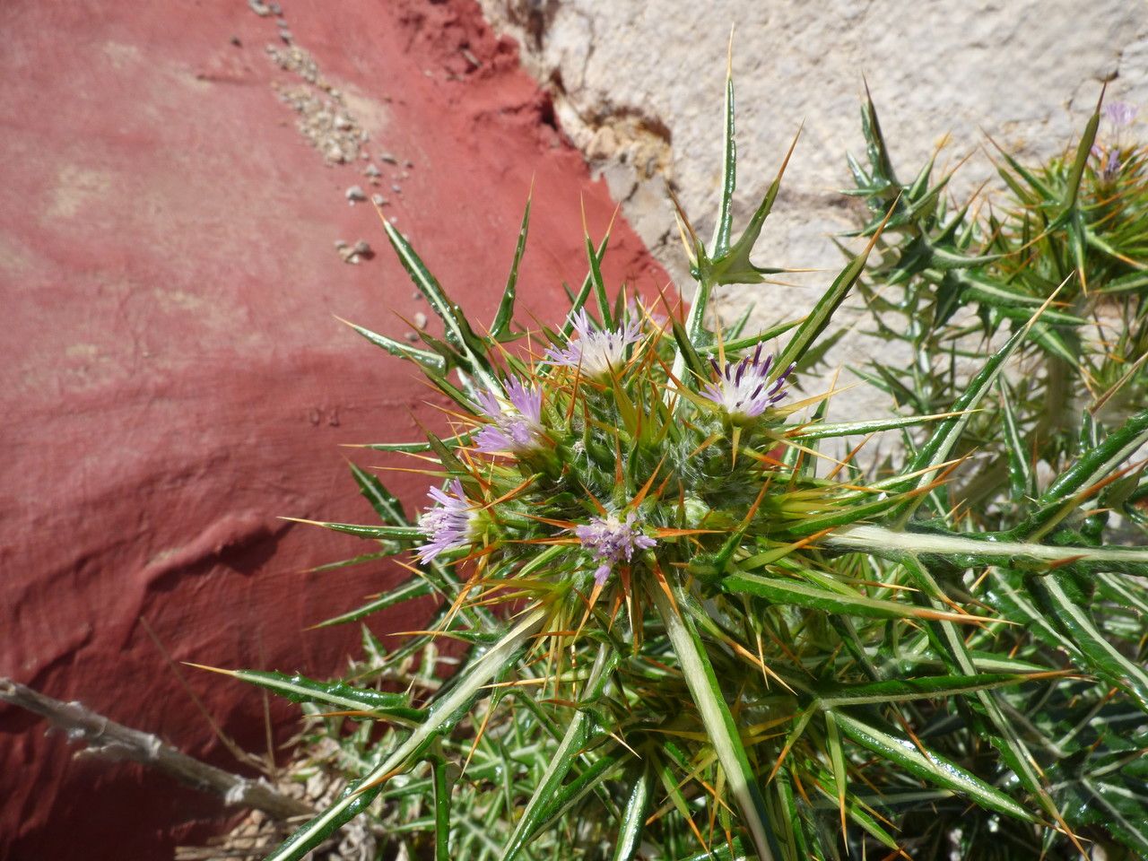 Galactites duriaei flower