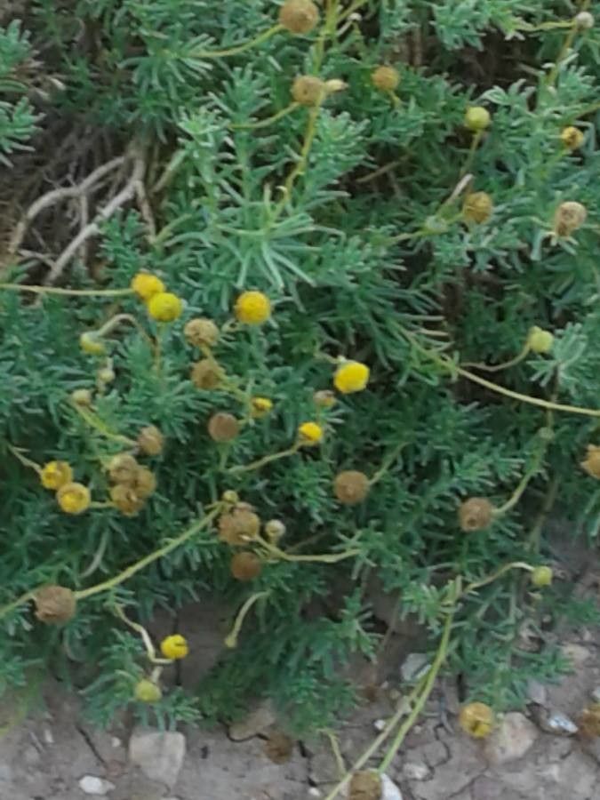 Erigeron compositus leaf
