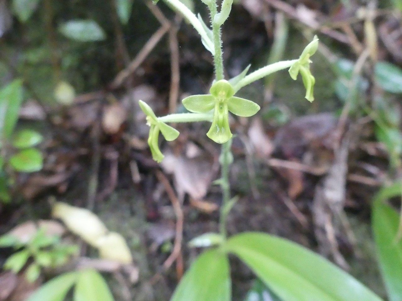 Habenaria citrata flower