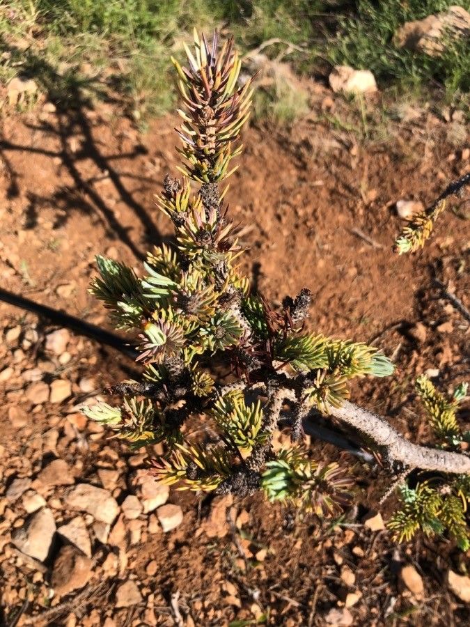 Picea engelmannii — search result for 'Picea'