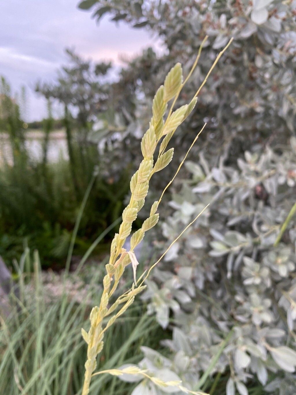 Uniola paniculata flower