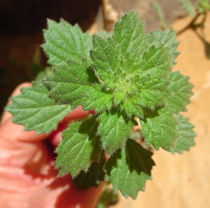 Forsskaolea tenacissima leaf