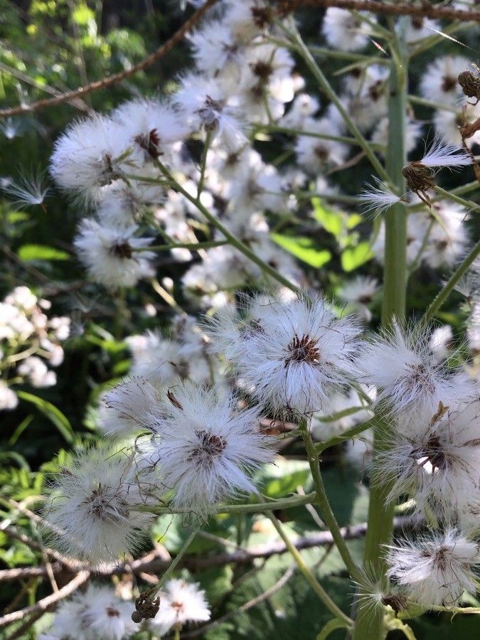 Petasites albus fruit