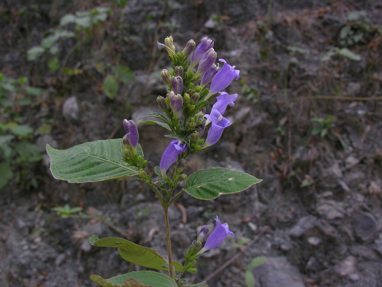Strobilanthes violifolia habit