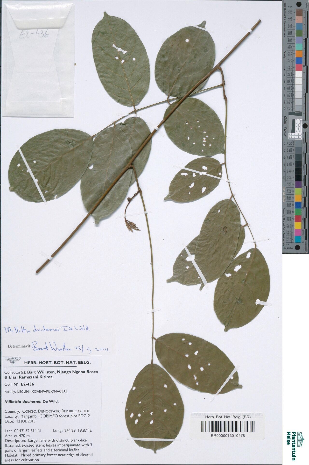 Millettia duchesnei — houseplant care guide