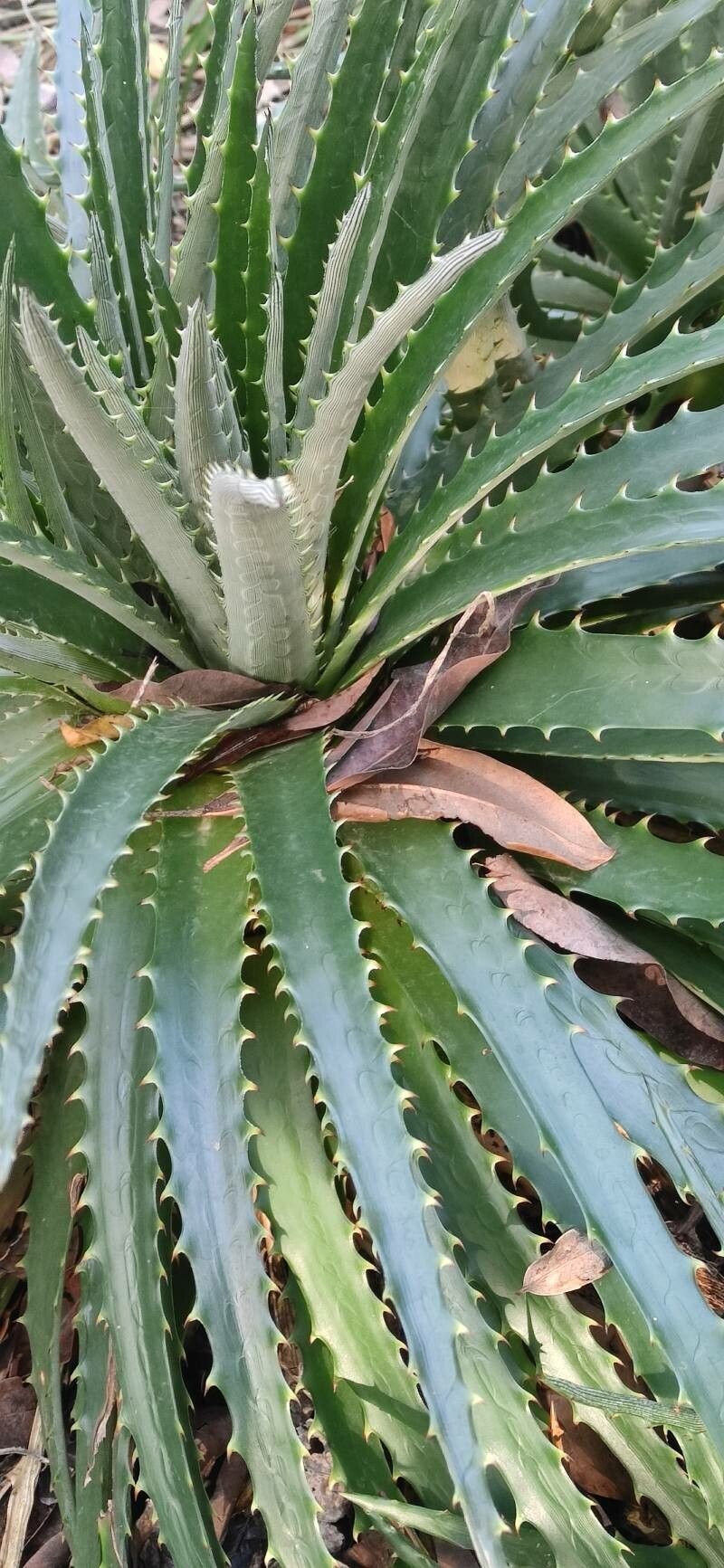 Dyckia remotiflora leaf
