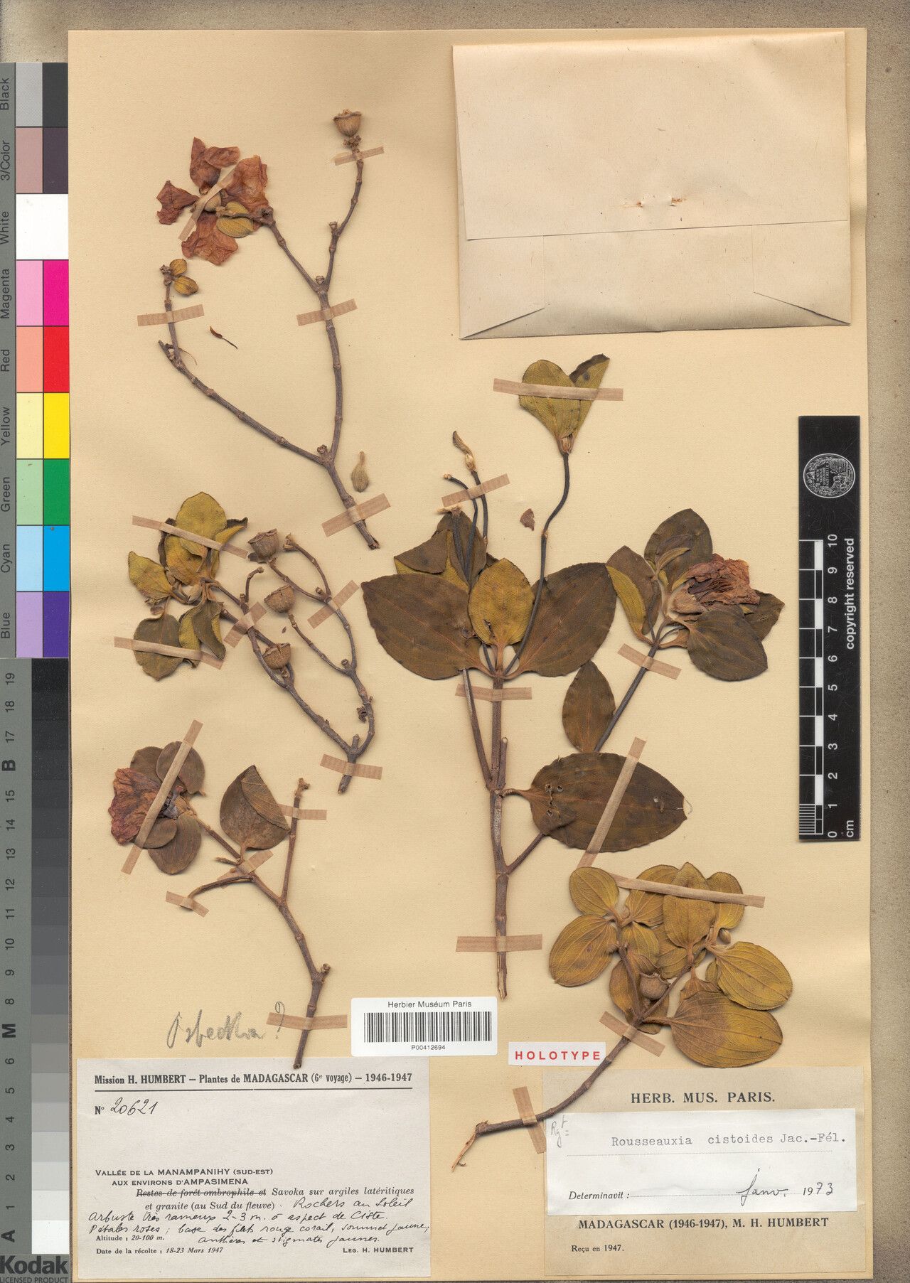 Rousseauxia cistoides — related species from the same genus