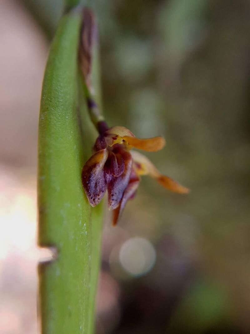 Acianthera decipiens — houseplant care guide