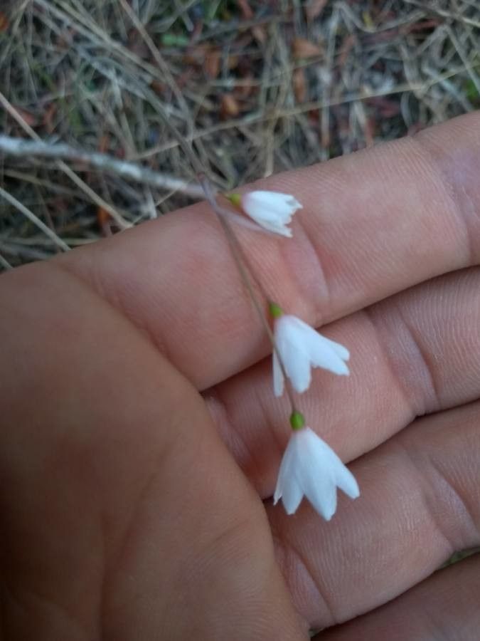 Acis rosea — related species from the same genus