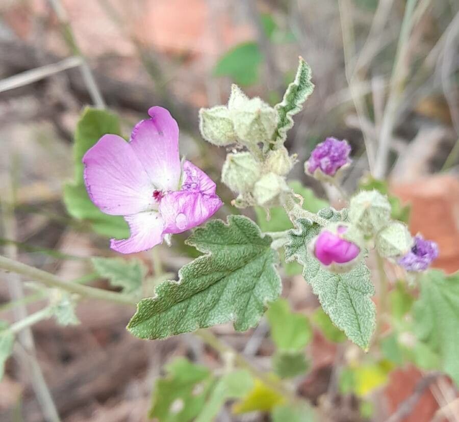 Sphaeralcea brevipes flower