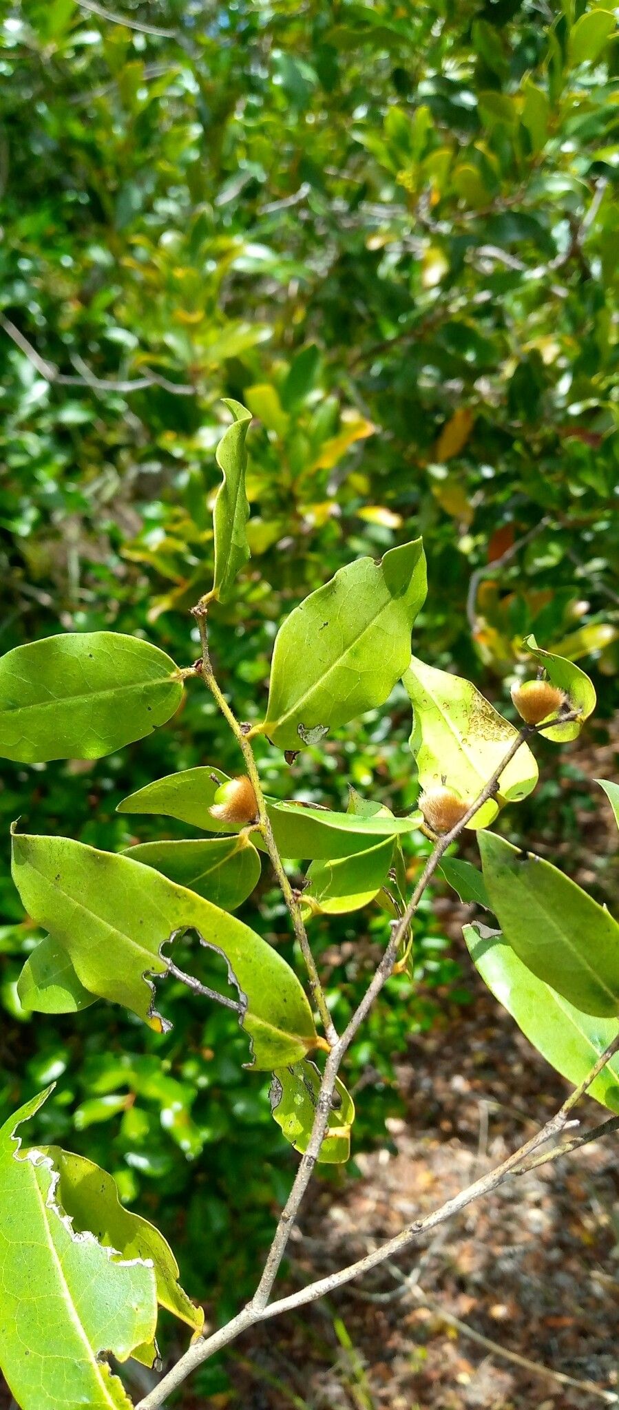 Diospyros lanceolata — houseplant care guide