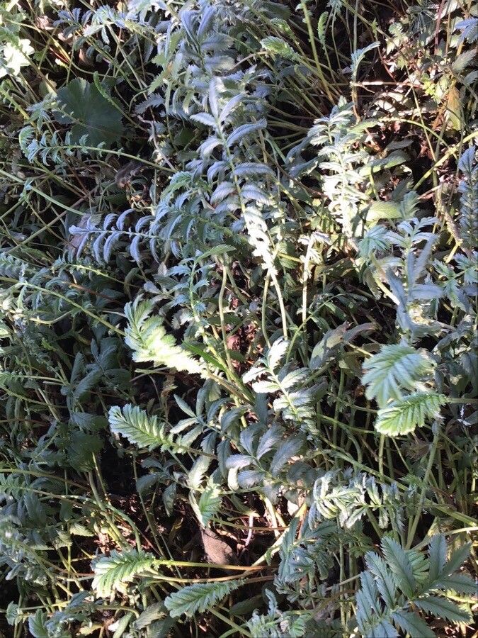 Potentilla anserina leaf