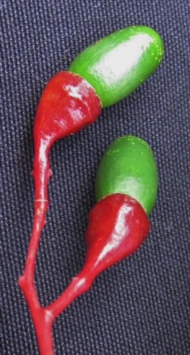 Cinnamomum brenesii fruit