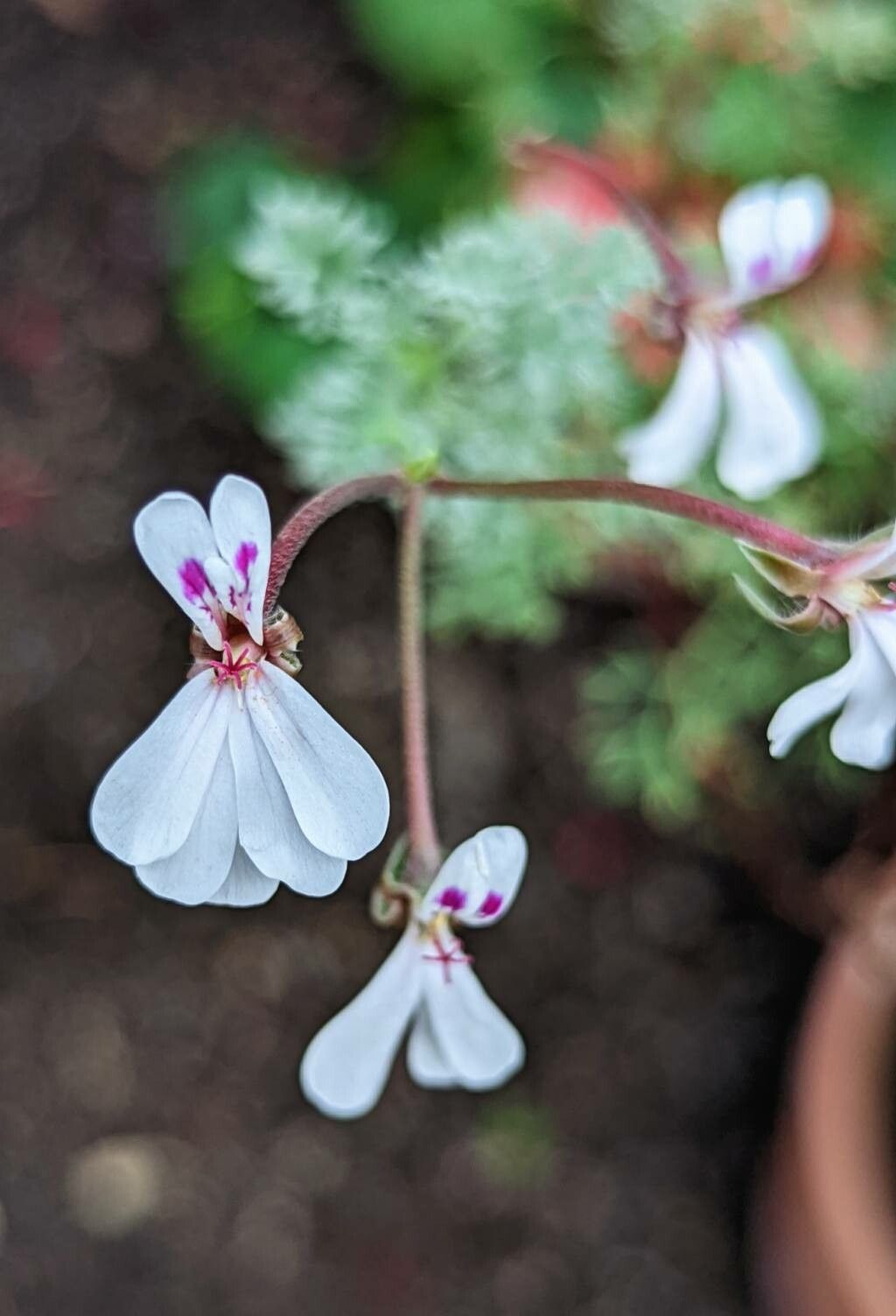Pelargonium abrotanifolium flower