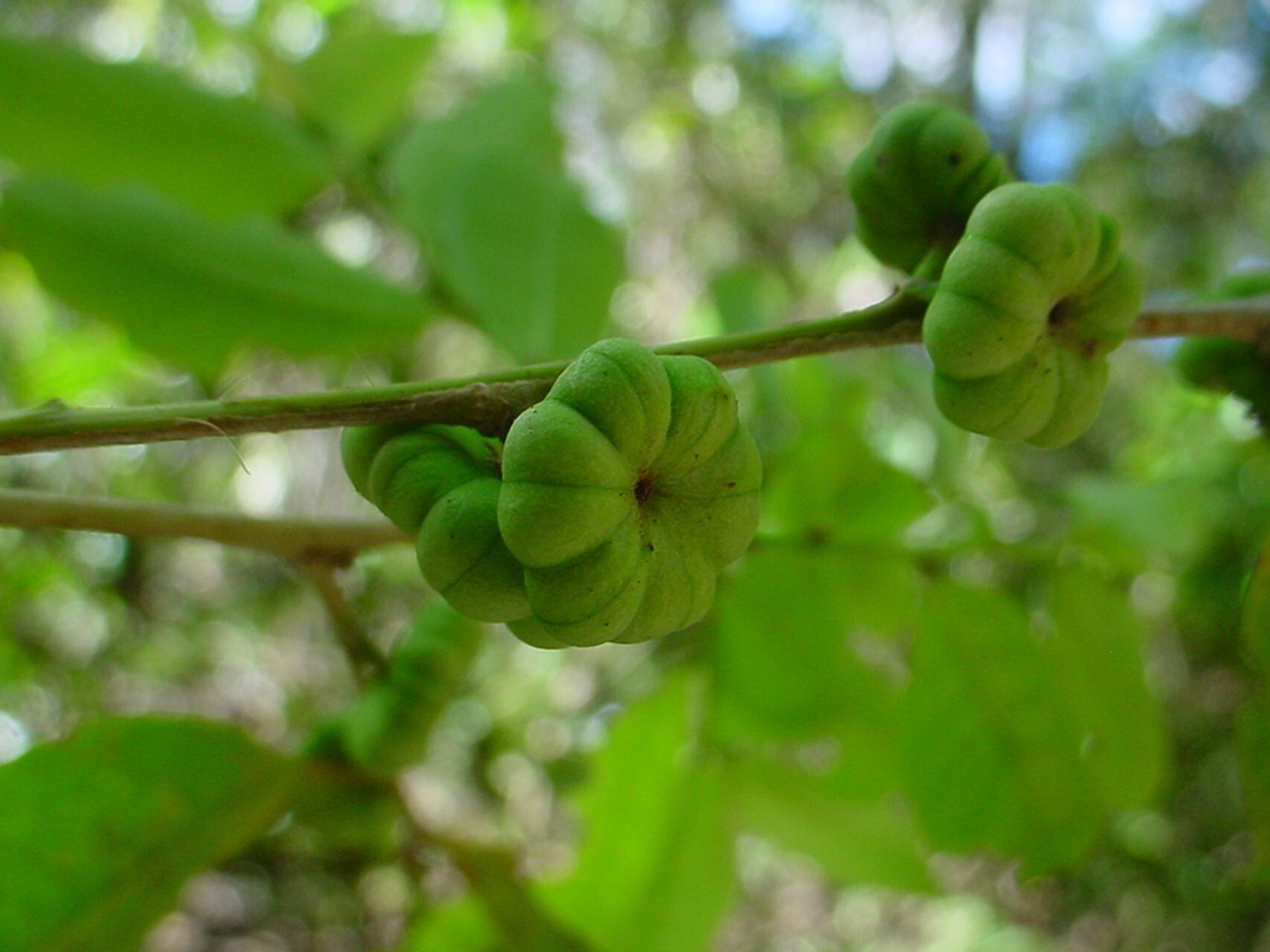 Glochidion billardierei fruit