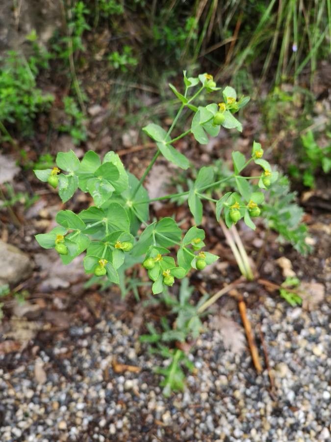 Euphorbia taurinensis — houseplant care guide