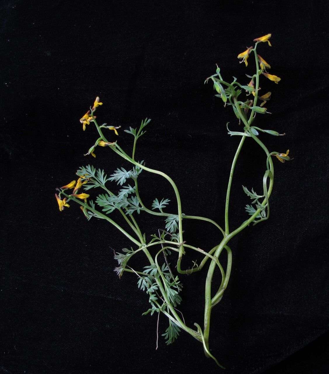 Corydalis stracheyi — houseplant care guide