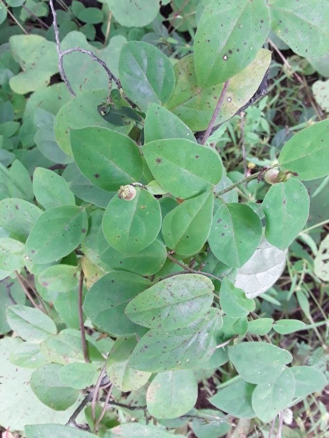 Ceropegia candelabrum — search result for 'Ceropegia'